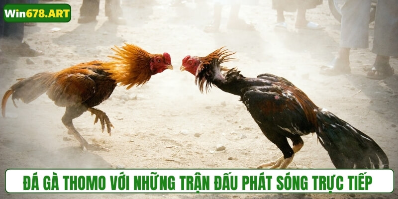Đá gà Thomo với những trận đấu được phát sóng trực tiếp